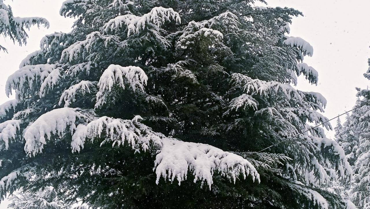 Baan By Snow City Farm Vashist エクステリア 写真